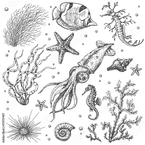Underwater Plants and Animals Sketch