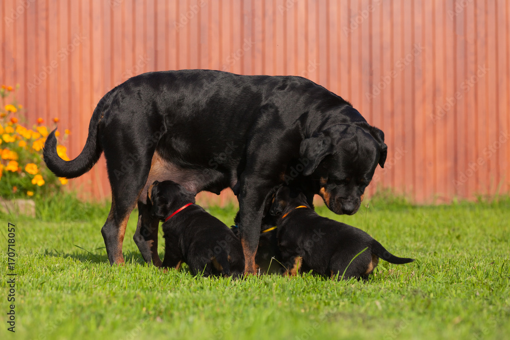 Rottweiler breed dog feeding his puppies standing on the grass Rottweiler breed dog feeding his puppies standing on the grass