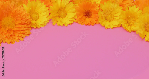 Fototapeta Naklejka Na Ścianę i Meble -  Marigold flowers. Beautiful summer background. Flowers on a pink background. Copyspace