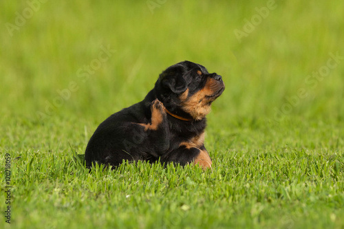 Puppy of Rottweiler breed itching to sit on grass