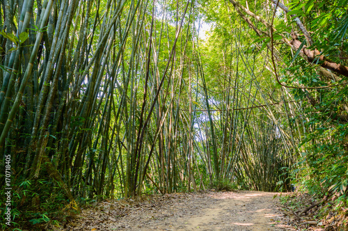 Scenery in Khao Sok National Park in Thailand. Khao Sok National Park the rain jungle forest in Surat Thani province