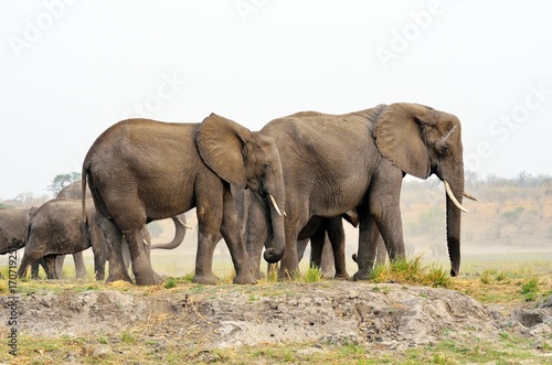 Elephants in Chobe National Park  Botswana