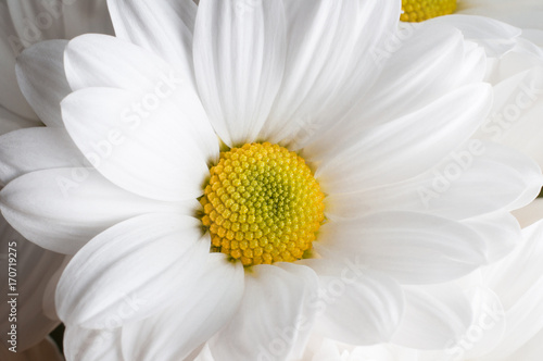 Chyrsanthemum Flower Head Close Up photo