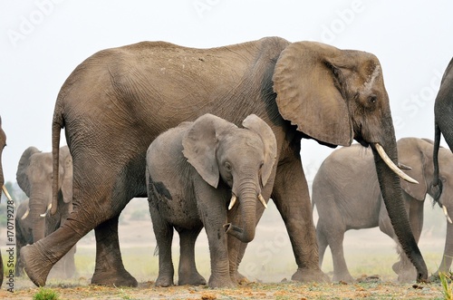 Elephants in Chobe National Park, Botswana © Alessandro