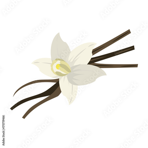 vanilla flower and pods icon image vector illustration design 