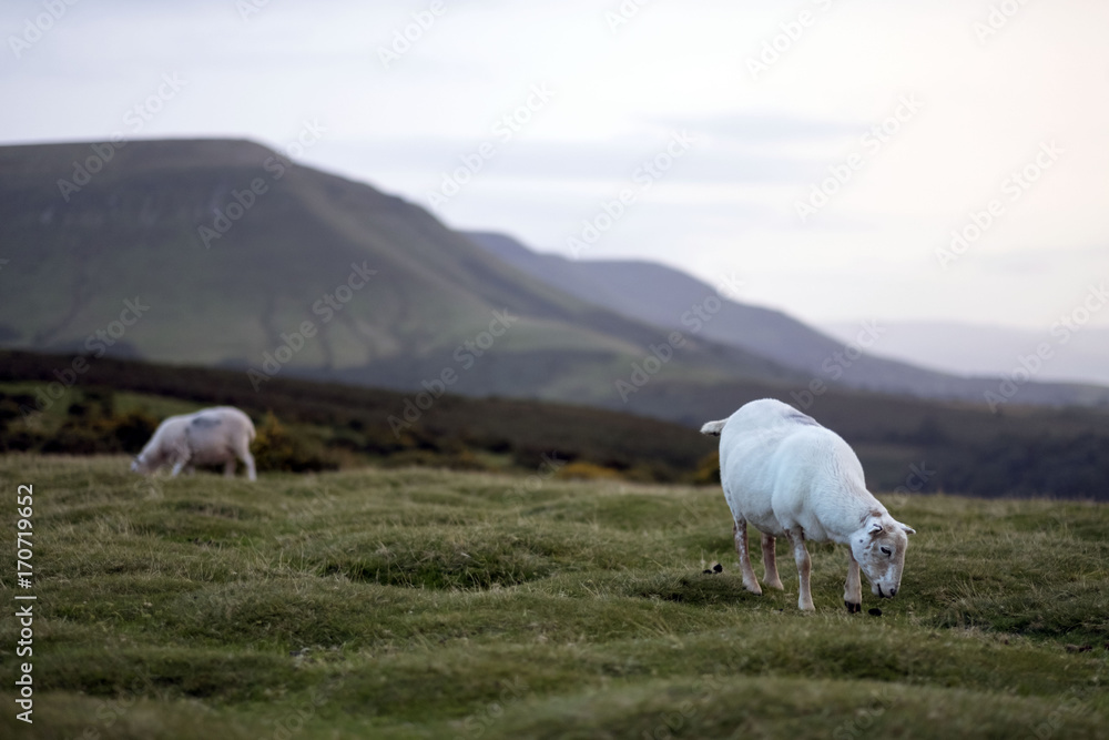 sheeps on a mountain, calm and peaceful place, Hay bluff, Brecon Beacons National Park, Wales, uk sheeps on a mountain, calm and peaceful place, Hay bluff, Brecon Beacons National Park, Wales, uk
