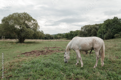 white horse in green field outdoors