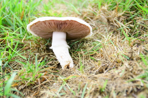 champignon de paris,rosé des champs en automne