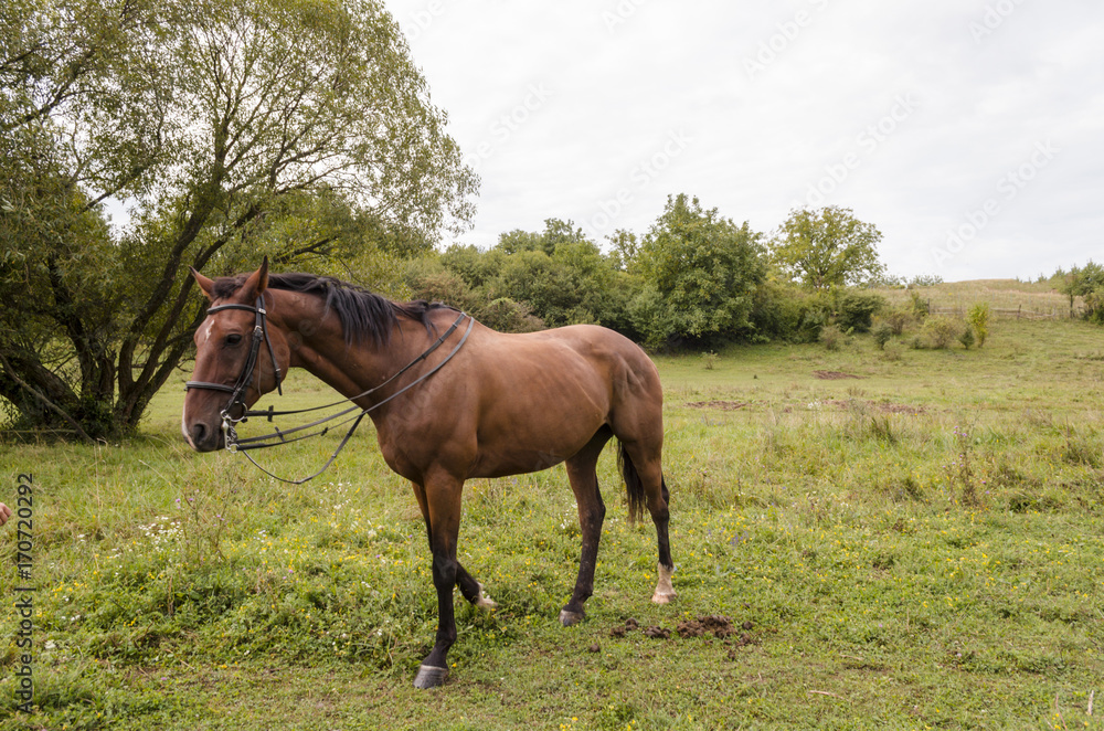 fit winner brown horse on field in morning fit winner brown horse on field in morning