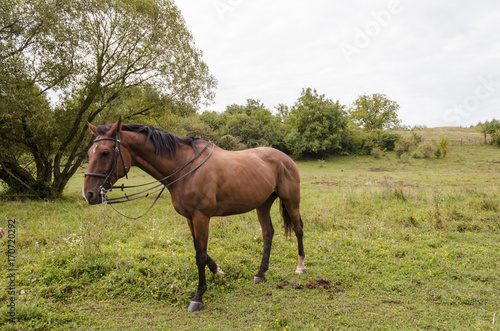 fit winner brown horse on field in morning © pellephoto