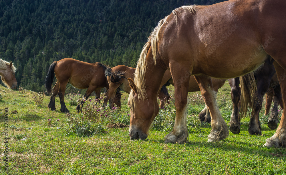 horses grazing in meadows throughout the Pyrenees horses grazing in meadows throughout the Pyrenees