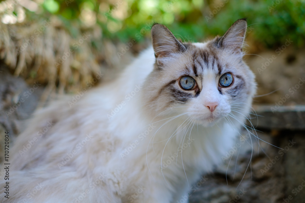 Jolie chat blac et gris au poil long, avec de beaux yeux bleu.