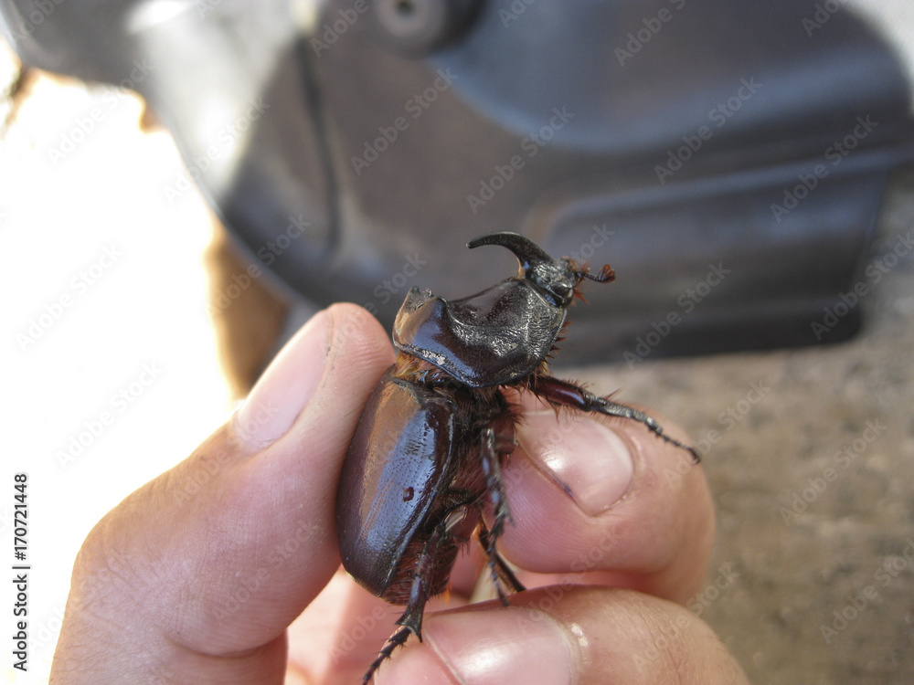 A rhinoceros beetle in a human hand. A large beetle with a horn