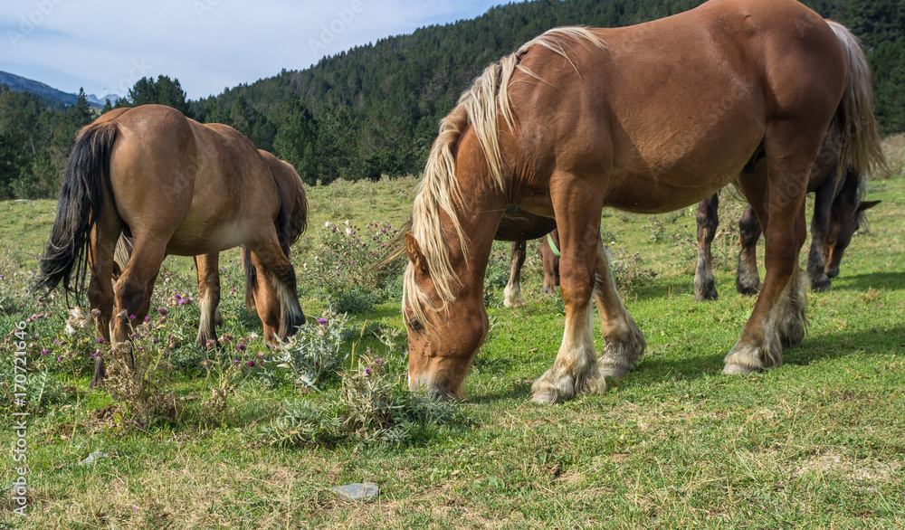 horses grazing in meadows throughout the Pyrenees horses grazing in meadows throughout the Pyrenees
