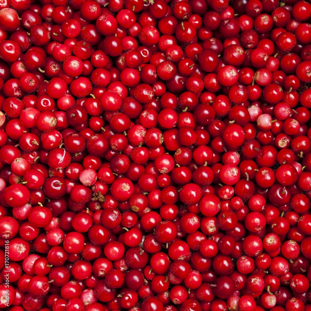 square. cranberries square. cranberries