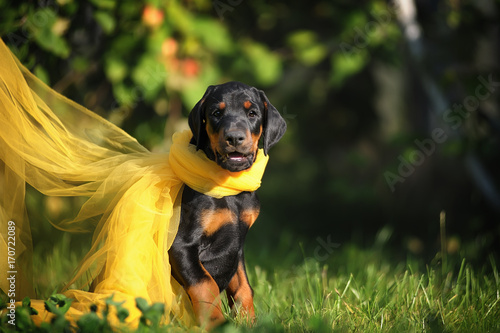 funny Doberman puppy sitting in the grass with developing yellow cloth. a joke in the lawn. Tulle around the dog