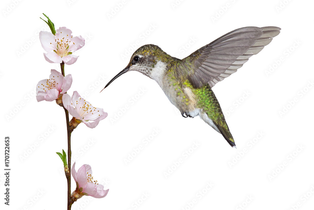 Fototapeta premium Hummingbird and a Fruit Blossom