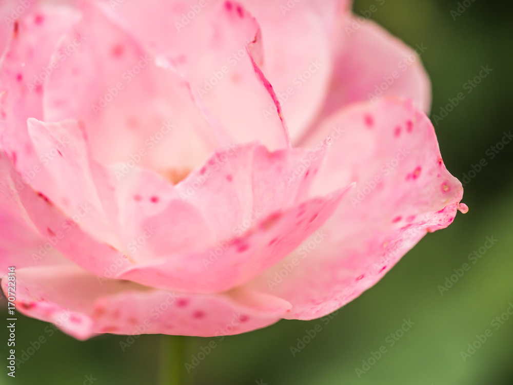 Closeup of pink pink petals rose for nature background. Closeup of pink pink petals rose for nature background.