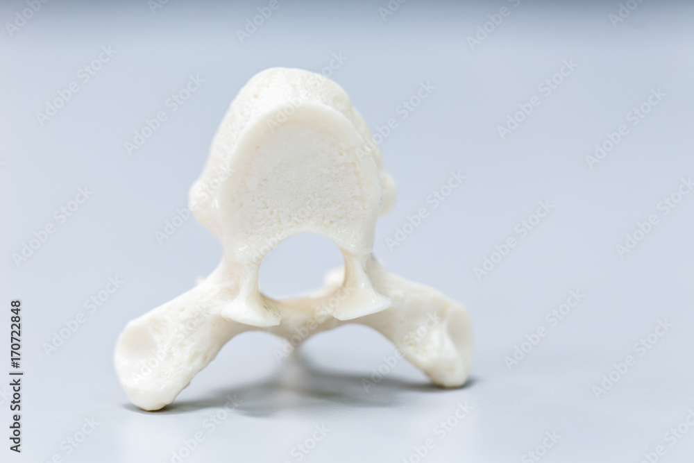 The vertebral column, also known as the backbone or spine, is part of ...