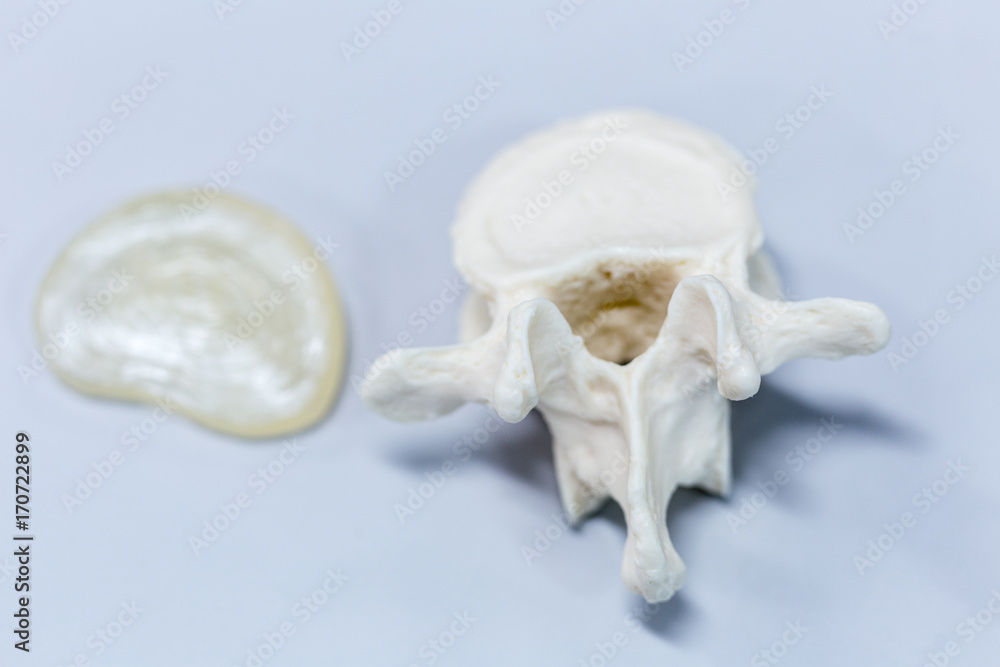 Naklejka premium The vertebral column, also known as the backbone or spine, is part of the axial skeleton.