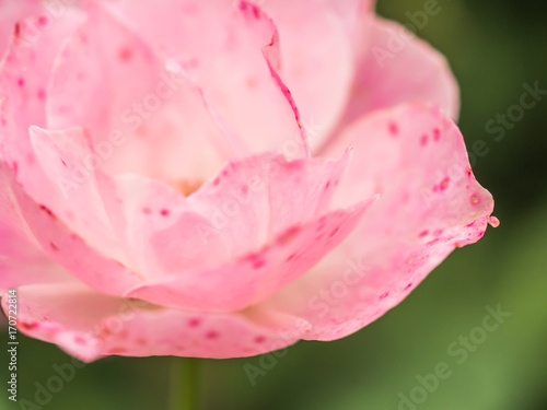 Closeup of pink pink petals rose  for nature background.