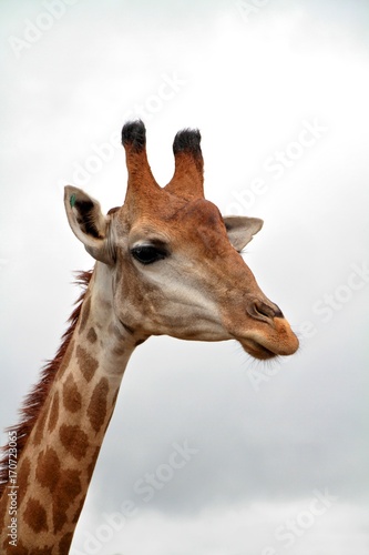 Head and neck of a giraffe on cloudy sky background