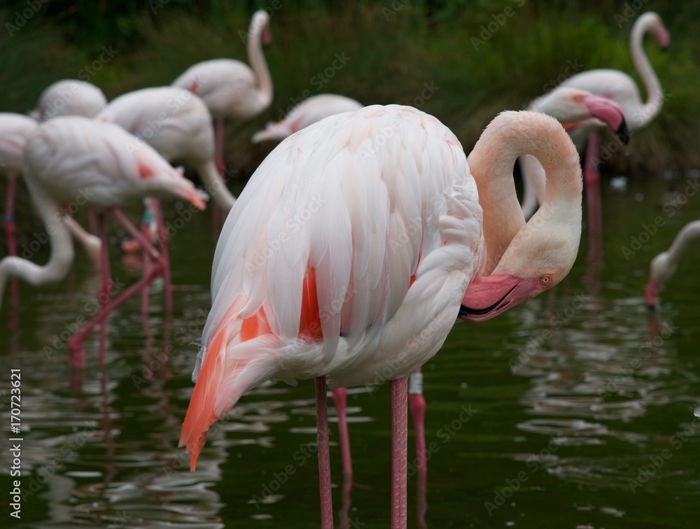 Flamingo (15th)