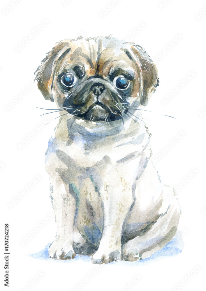 Pug puppy.Greeting card of a dog.Domestic pet.Watercolor hand drawn illustration.White background.