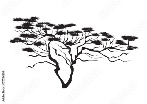 Saxaul - desert tree - isolated on white background - art creative modern vector