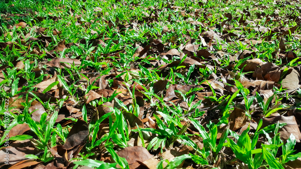close-up green grass and brown dry leaves close-up green grass and brown dry leaves