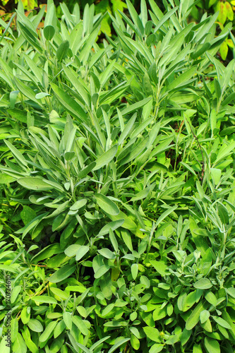 green sage plant texture