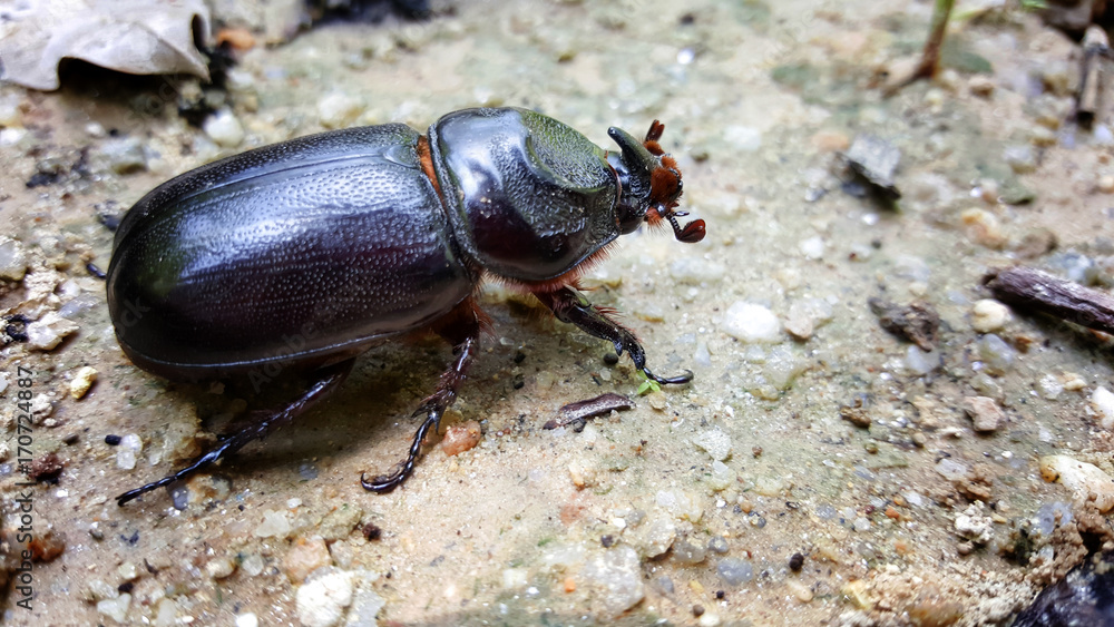 beetle isolated on nature ground beetle isolated on nature ground