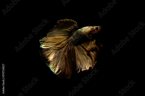betta fish  siamese fighting fish in thailand isolated on black background