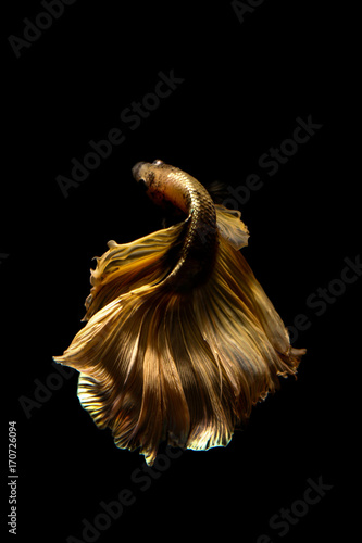 betta fish, siamese fighting fish in thailand isolated on black background