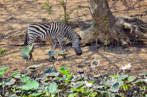 Photography Image of an zebra on nature background. wild animals.