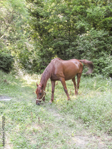 Horses in the wood. Maintenance of horses