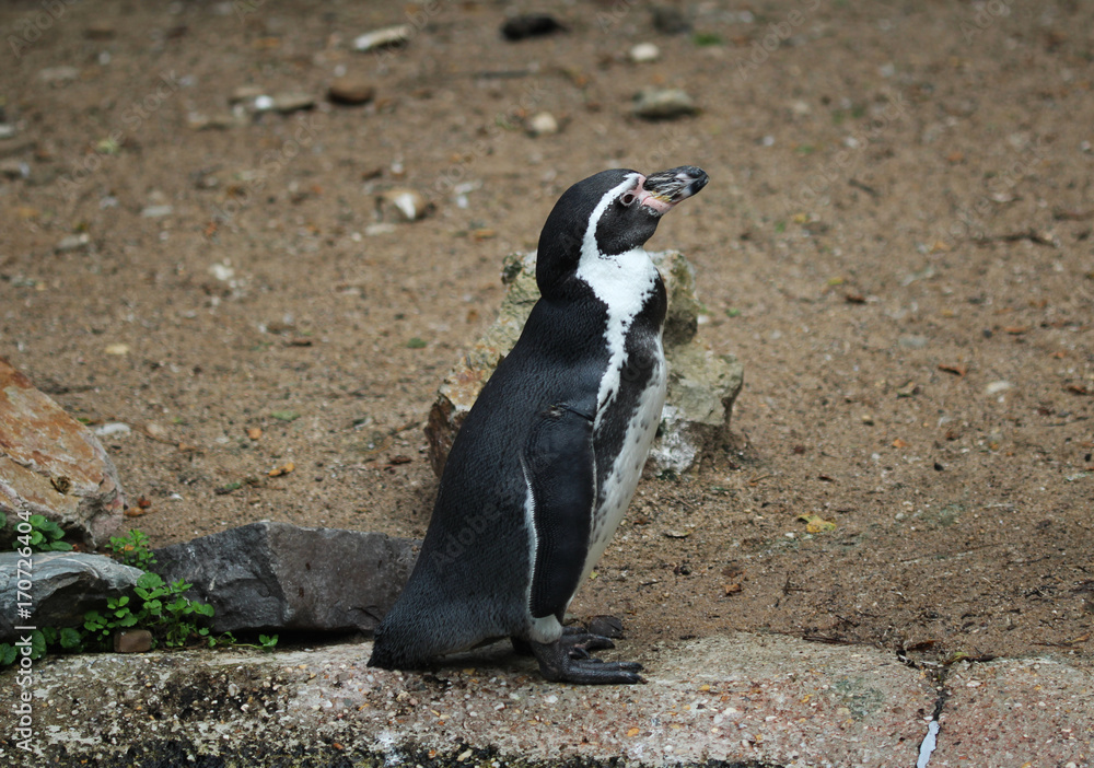 humboldt penguin