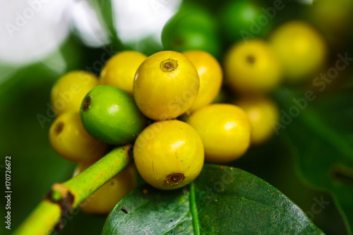 Wallpaper Mural Arabica coffee on cherry status Torontodigital.ca