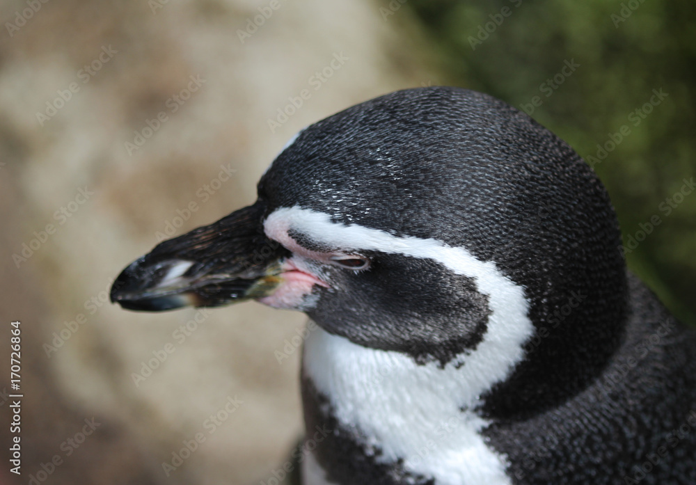 Naklejka premium humboldt penguin