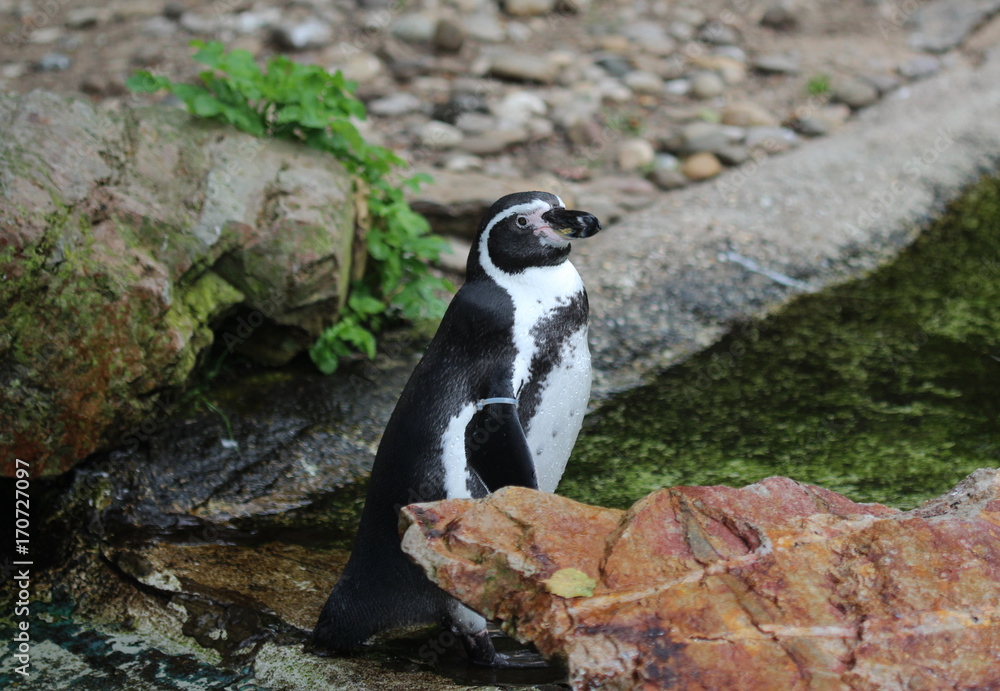 Fotografie humboldt penguin