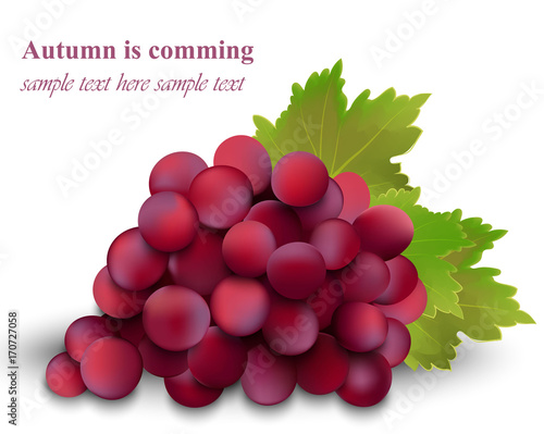 Autumn red cardinal grapes isolated on white background. Season harvest Vecto...