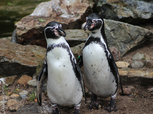humboldt penguin