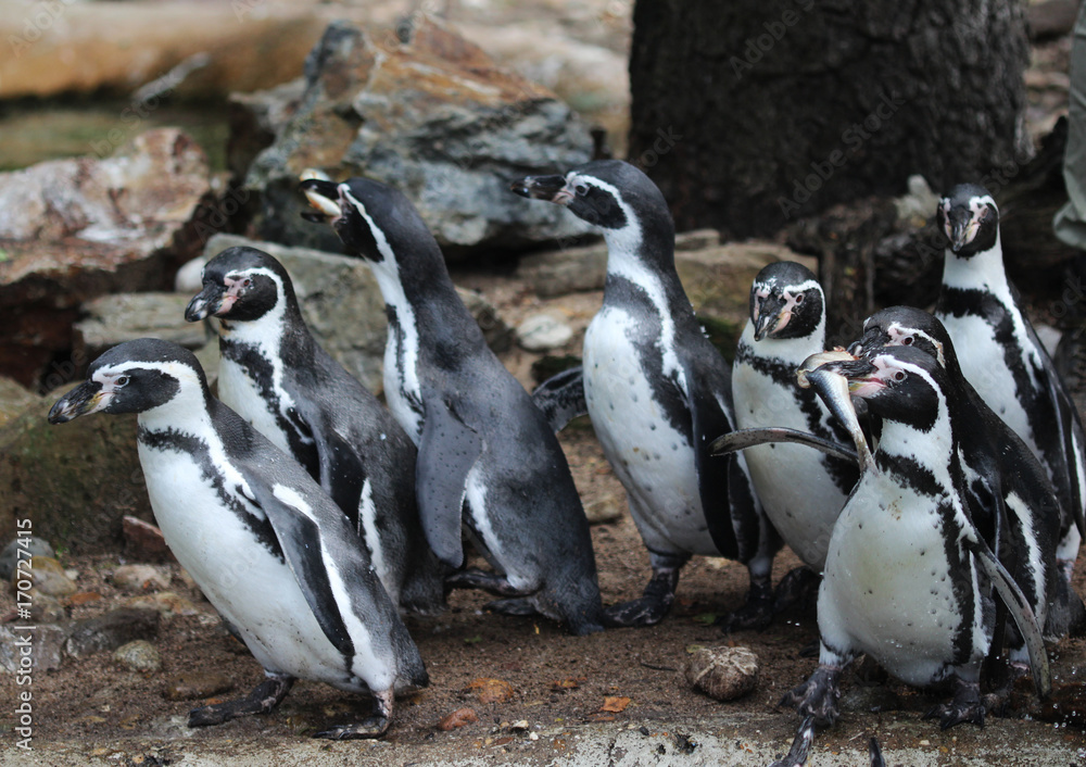 Fototapeta premium humboldt penguin