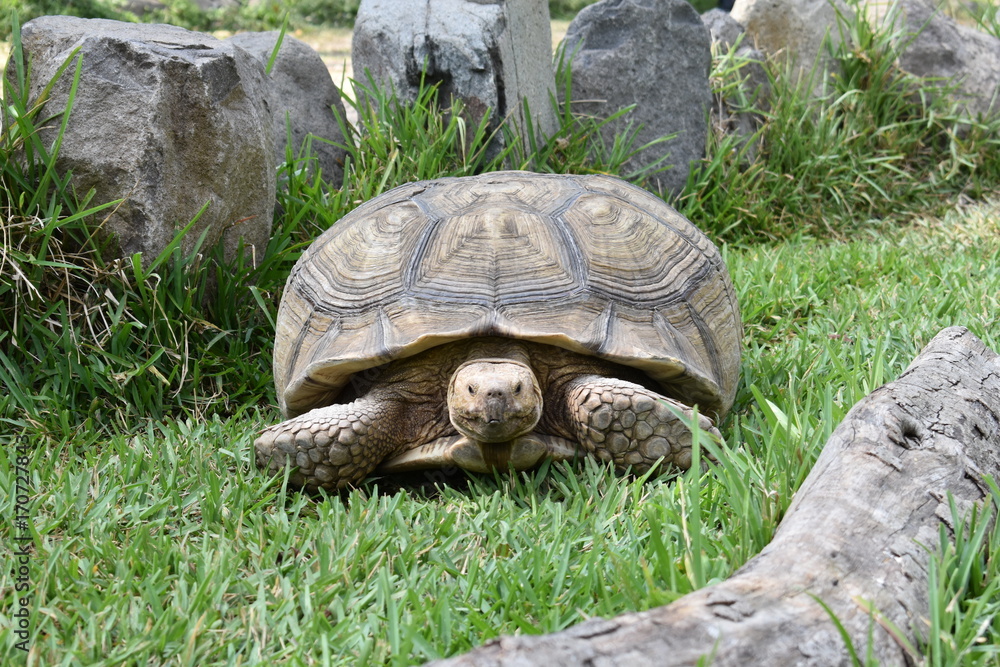 Naklejka premium Turtle