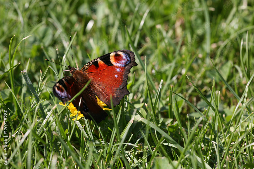 Obraz premium butterfly on summer garden