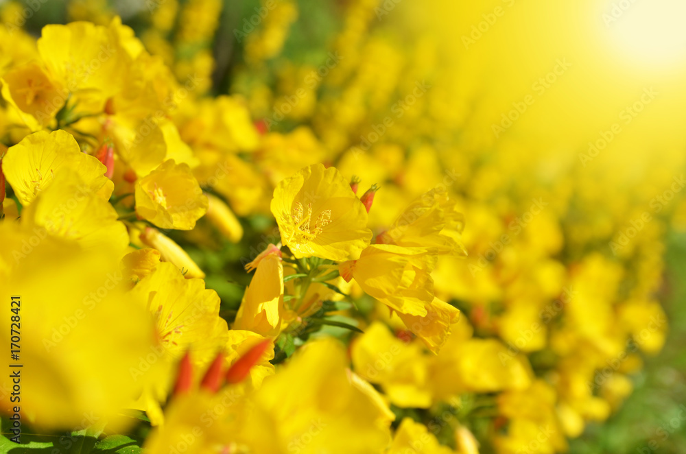 Yellow floral background Yellow floral background