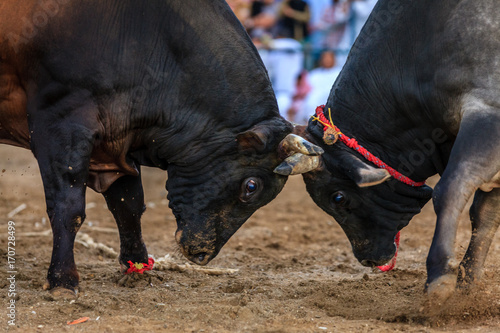 Bull fighting in Fujairah © Alexey Stiop