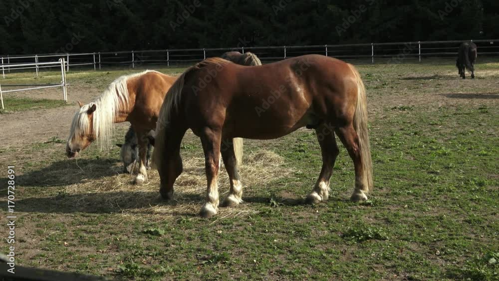 Group of horses eating hay. Horses eating hay on the farm.
Group of horses eating hay. Horses eating hay on the farm.