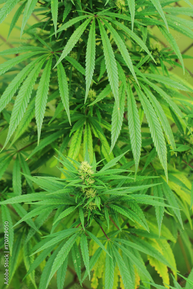 marijuana plant background marijuana plant background