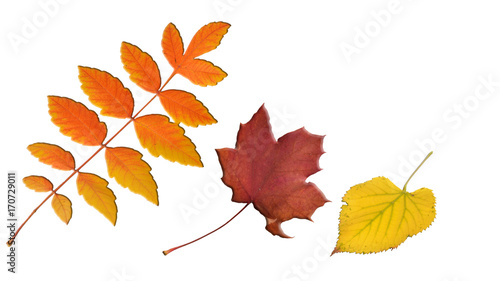 fallende Blätter im Herbst